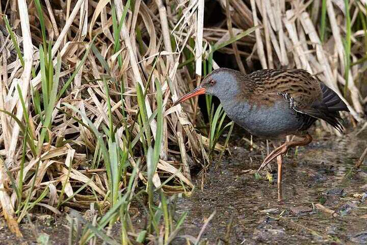 African Water Rail